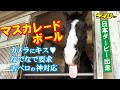 【天皇賞・秋でGⅠ初制覇】マスカレードボール なでなで待ちのキュートな素顔をお届け!担当の花本助手「取材に慣れてきている(笑)」