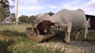 North Georgia Farm Raises Goats For Show Rings
