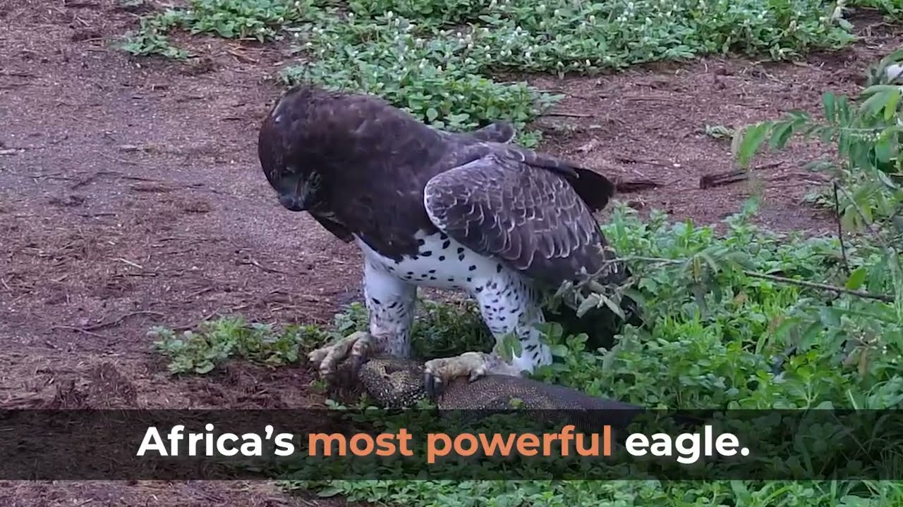 Martial Eagle vs Monitor Lizard - Wild Hunting Action Caught LIVE!