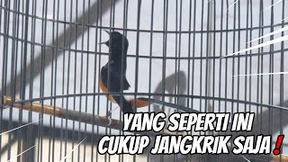 Download Lagu DALAM KONDISI HUJAN SEKALIPUN BURUNG AKAN TETAP MAKSIMAL !! JANGAN NAMBAH FOODING YANG ANEH2 MP3