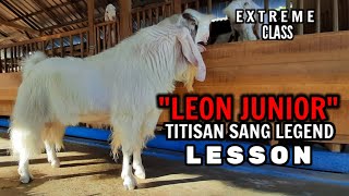 KAMBING SENDURO‼️LEON JUNIOR TITISAN SANG LEGEND LESSON