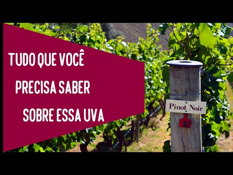 Vídeo: Tudo O Que Você Precisa Saber Sobre A White Pinot Noir