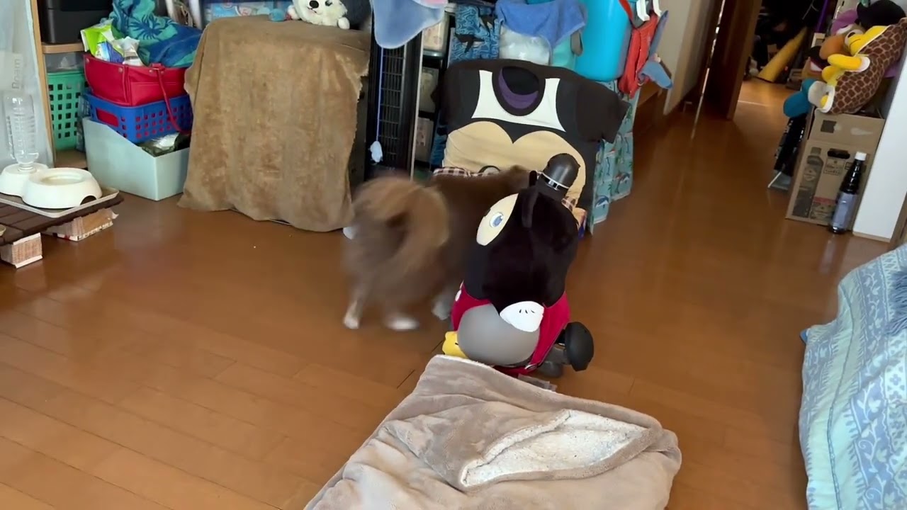LOVOTお出迎え Partner robot LOVOT works with smartphones to greet
