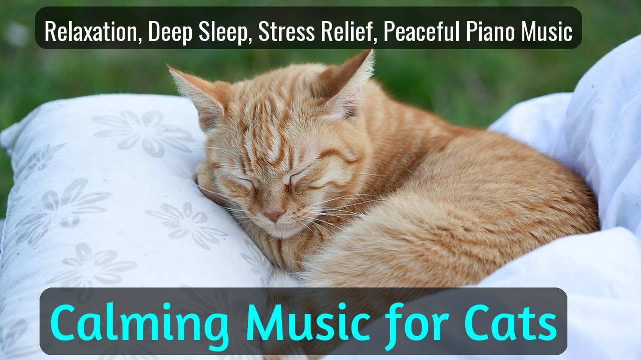 LIVE Cute Sleeping Cat for Cozy Background 🐱 | Season 53