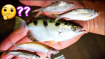 Ra Sông Thả Tay Lưới Một Phân Rưỡi Dính Con Cá Ở Đồng Lạ Hoắc | #66TV #fishing