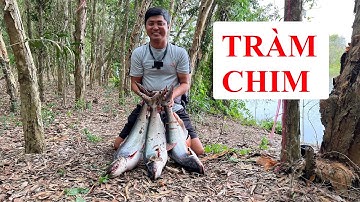 CÂU CÁ TRA KHỦNG RỪNG TRÀM - VƯỜN QUỐC GIA TRÀM CHIM