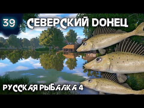 Видео: Русская рыбалка 4 - Где ловить Ерша Носаря на Северском Донце ! [#39]