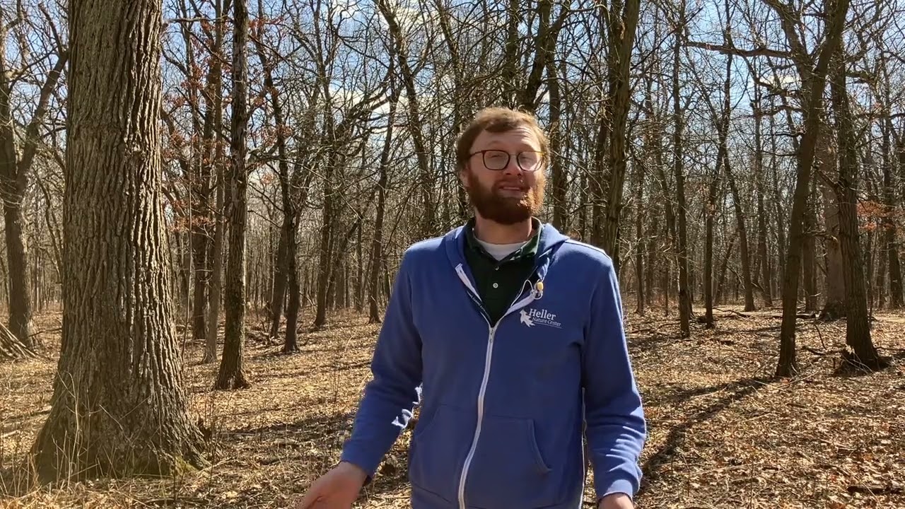 A Cicada Invasion! | Wild Insights with Mark Bryant
