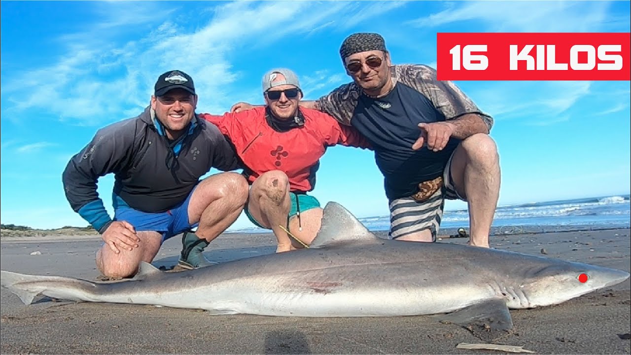😳 Infectado de Tiburones (cazón) Pesca de cazón devolución. 