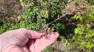 Celebrity A QUICK LOOK AT THE BEAUTIFUL JAPANESE MAPLES & HOSTAS MARCH 31,2026💚🌷💚 Net Worth