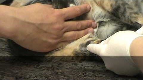 VETT 220 Task 23- Medial Saphenous Venipuncture- Feline
