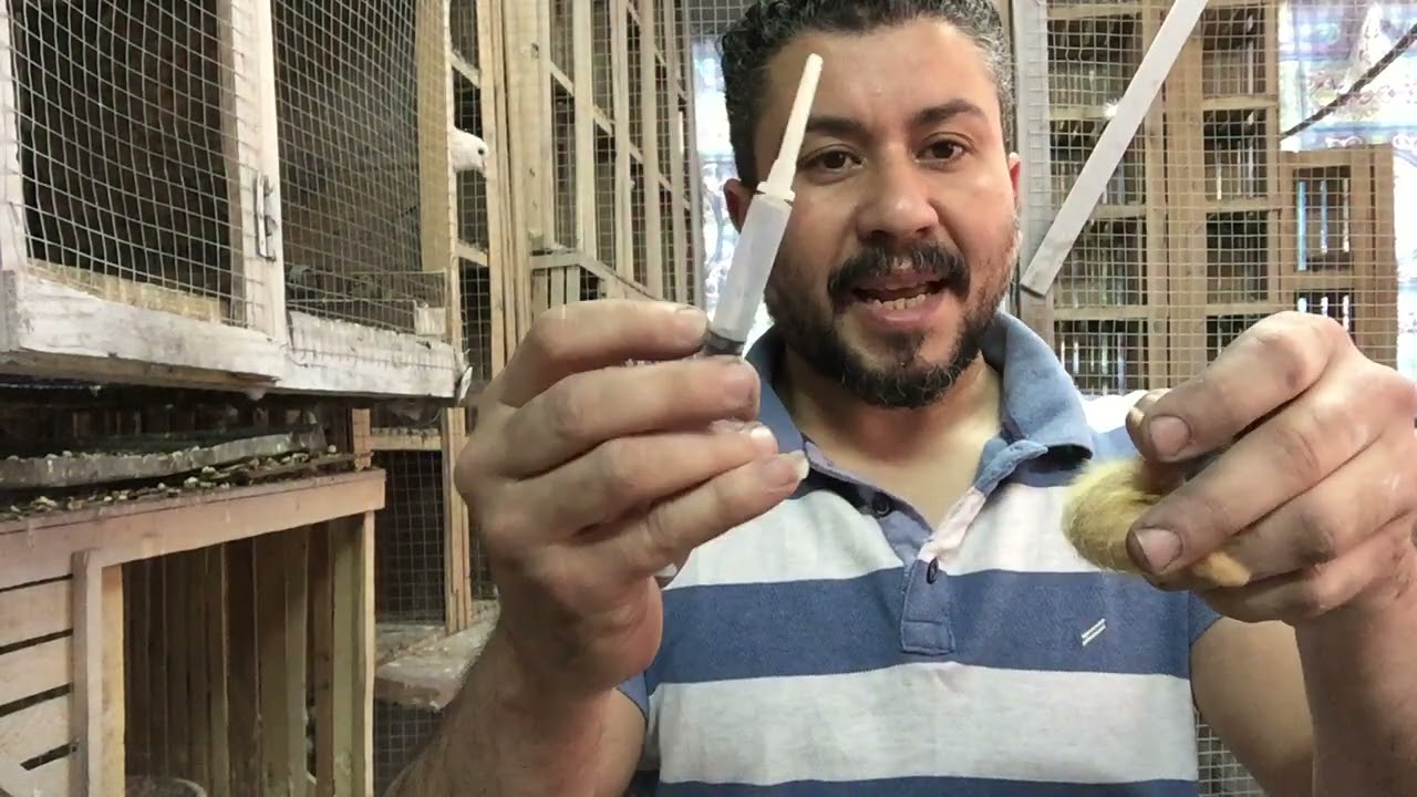 التاكيل اليدوى لزغاليل الحمام من عمر يوم لحد الفطام وطريقه عمل المكس 💪🏻بكل سهوله