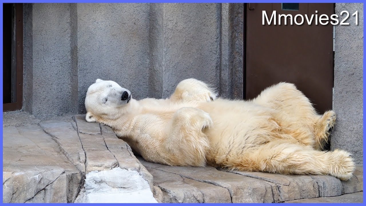 jp 家具・インテリア 希少 ホッキョクグマの椅子