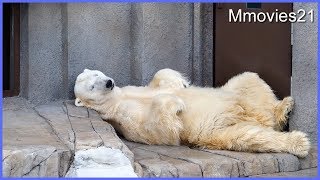 まるで人間のように寝るホッキョクグマ　Peaceful figure of Polar Bear