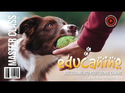 Educanino   Curso COMPLETO de adiestramiento