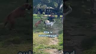 Ellie is outnumbered