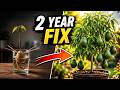 Avocado Tree Not Fruiting? Do This Simple Graft for Faster Results!