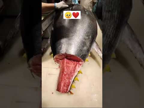 تقطيع سمك التونة العنيدة