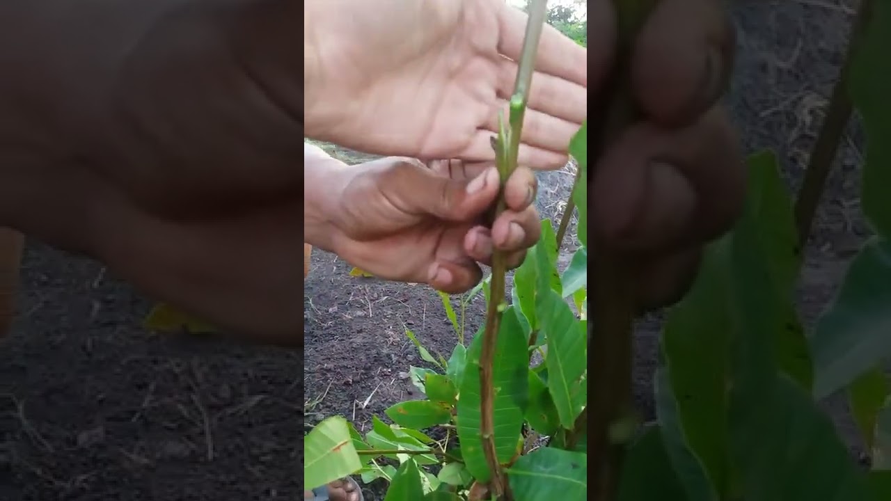 COMO FAZER ENXERTO DE BORBULHA EM CAJUEIRO NO CAMPO