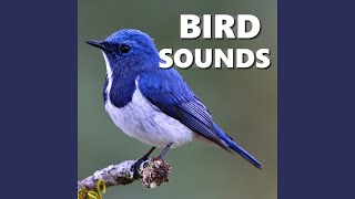Download Lagu Vibrant Bird Recordings Download Lagu Vibrant Bird Recordings