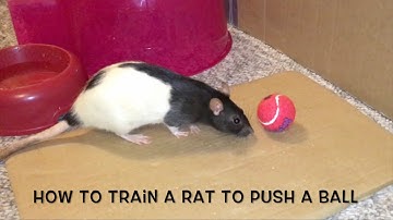 How to Train a Rat to Nose Push a Ball - Audio tutorial