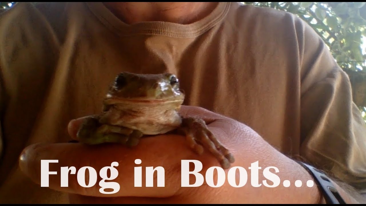 keeping chickens rats Frog in My BOOT! Green Frog Shock for Aussie Gardener...