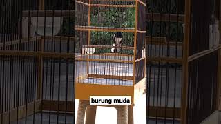 Kacer Pastol Belajar Bunyi