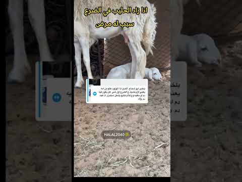 التعامل مع مواليد الاغنام و رضاعة مواليد الاغنام و اسباب موت البهم بعد الولادة