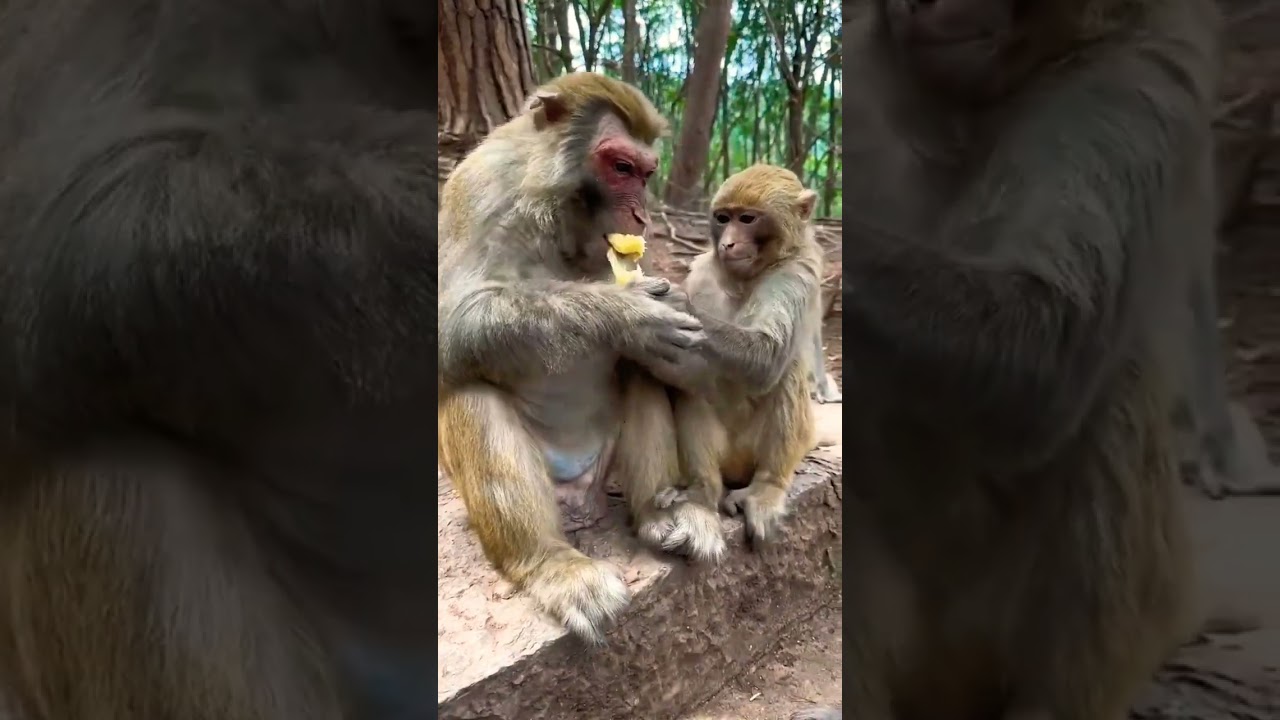 Cute monkey eating bread 🍞 