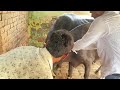 Intramuscular injection in buffalo 🦬#veterinarynurse #viral #viralvideo
