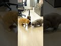 Fish Fight Gone Wrong! One Sneaky Cat Stole It All 😂🐟 #shorts #funnyvideokids #trynottolaugh  #yta