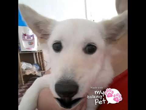 Anjing Ngobong Hahaha Youtube