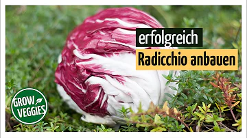 Wie baut man Radicchio an?