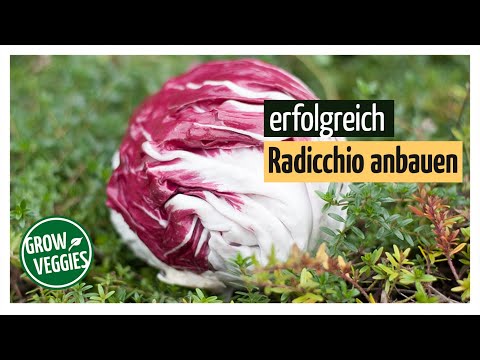 Video: Was ist Radicchio: Erfahren Sie mehr über die Pflege von Radicchio-Pflanzen