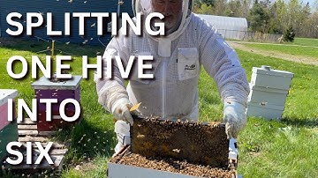 Splitting one hive into six