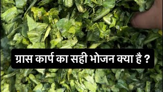 Download lagu ग्रास कार्प फार्मिंग की सचाई | Grass carp fish feeding secret  #farming #farming  #fishingvideo 