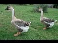 All goose breeds. Over 60 breeds
