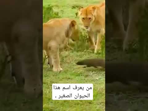 لبوة تخاف من حيوان صغير