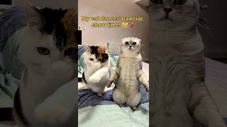 😂🎬 → Cat laughing + film clapperboard #cute #kitten #cat #meow #kitty #kittens #funny