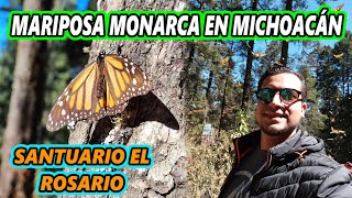 MARIPOSA MONARCA MICHOACÁN 2023 Santuario El Rosario el más grande del mundo