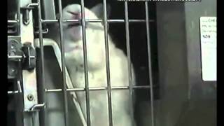 End Cosmetics Animal Testing