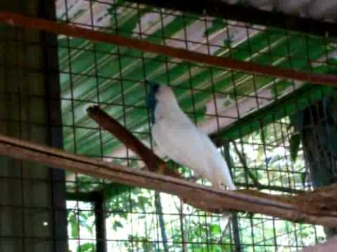 Pajaro Campana Mini Zoo del Colegio Juan XXIII Enc...