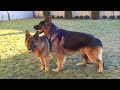 💝Дели и Кайзер. Ждём щенков. Soon puppies. German Shepherd.