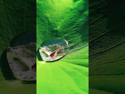 سمكه في قطرة ماء على ورقة لوتس سبحان الله