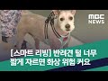 [스마트 리빙] 반려견 털 너무 짧게 자르면 화상 위험 커요 (2020.06.26/뉴스투데이/MBC)