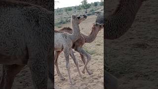 منظر رائع يلامس القلوب مع صغار الجمال#AnimalLovers #PeacefulNature #Innocence
