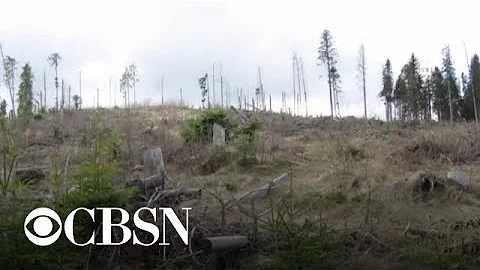 UN report warns climate change is reducing planet's ability to support humanity