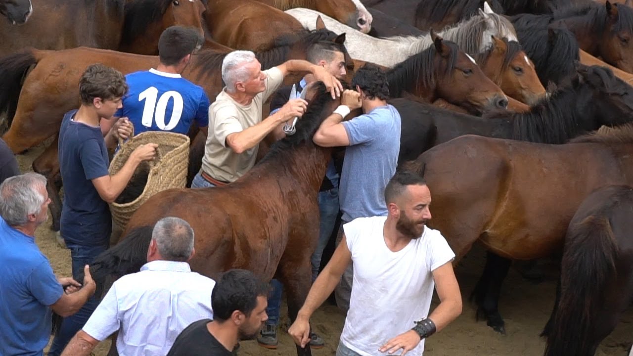 Sabucedo (Pontevedra) celebra la Rapa Das Bestas