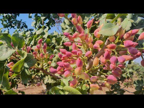 الإنتاج المذهل للفستق الحلبي الصنف العنتابي ولكن يحتاج للصبر شاهد