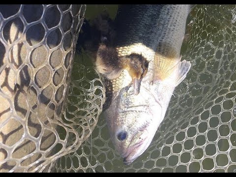 Insane Top water fishing + Bass caught with duck in mouth!?!? - YouTube